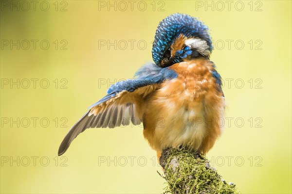 Kingfisher