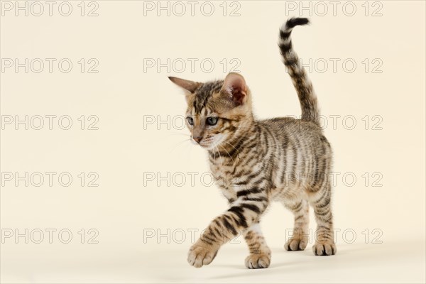 Breed cat Toyger