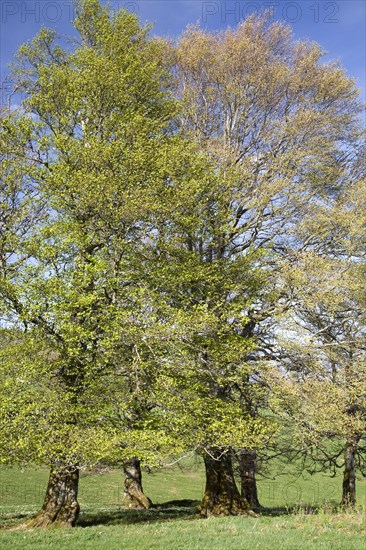 Wood pasture beech