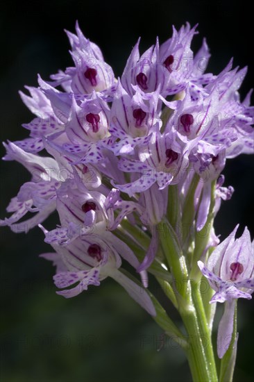 Monkey orchid