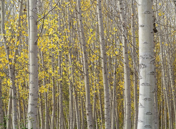 Yellow aspens