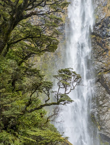 Branch of a tree in front of waterfall