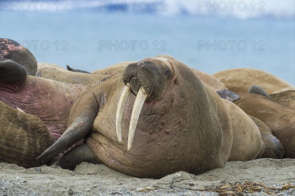 Walrus