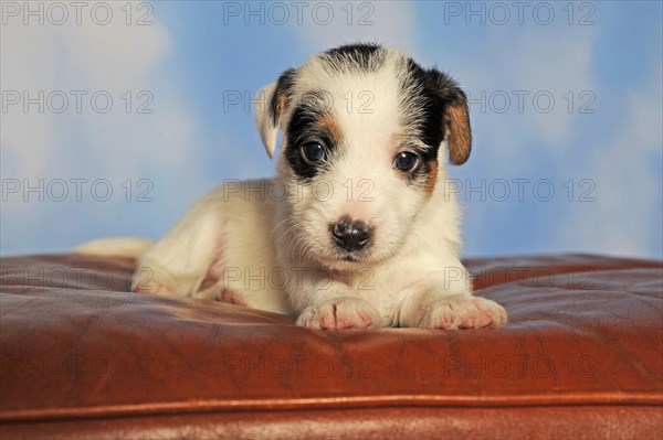 Parson Russell Terrier sitting on leather cushion