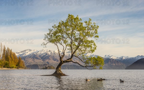 Single tree standing in water