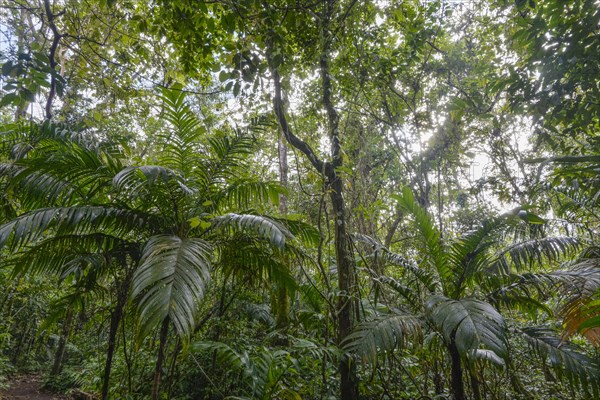 Dense rainforest