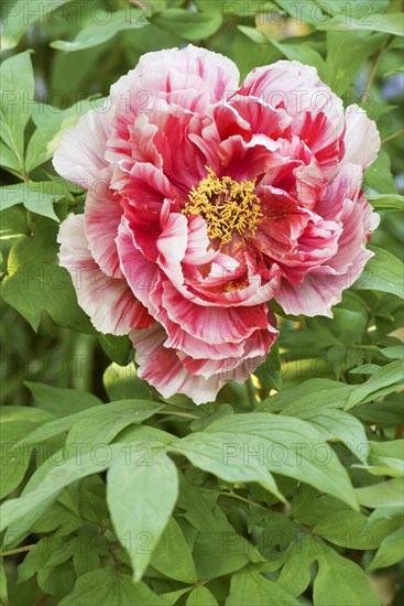Tree peony