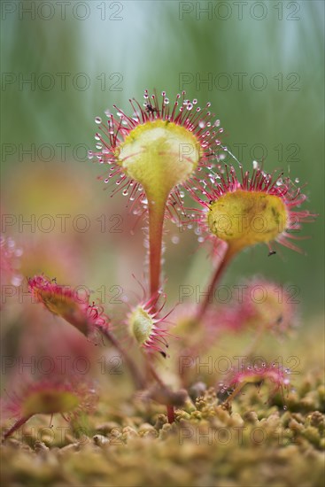 Common sundew