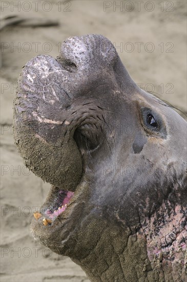 Northern Elephant Seal