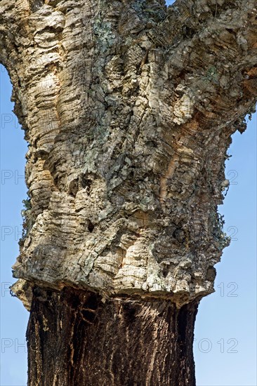 Strain of a partially shelled Cork oak