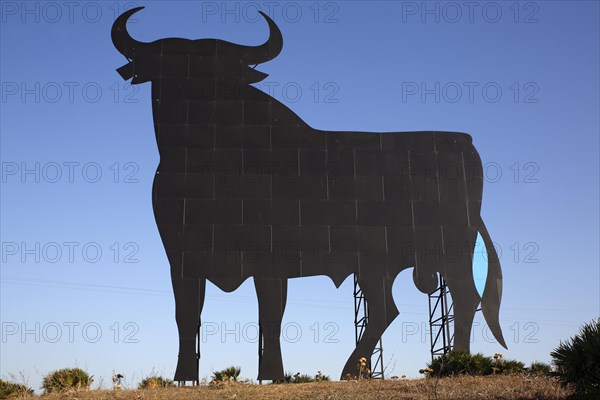 Black silhouette of a bull