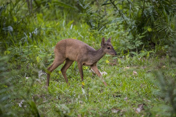 Red brocket