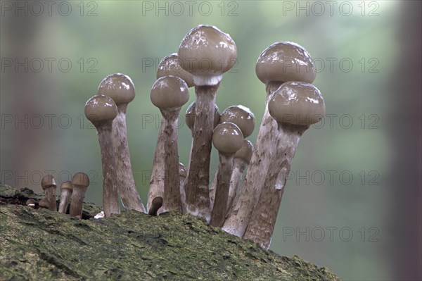 Young porcelain fungi