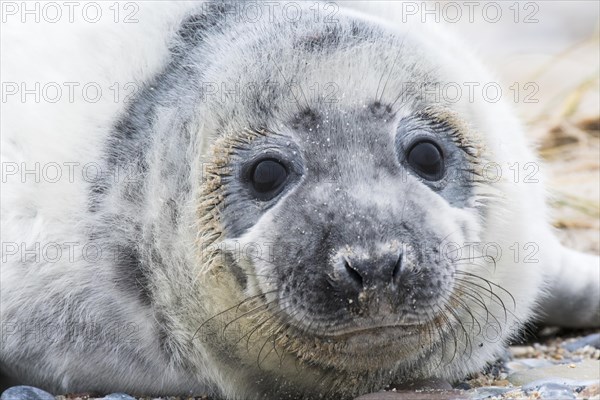 Grey seal