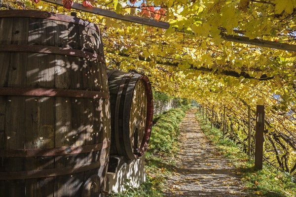 Hiking trail among vines