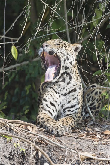 Male Jaguar