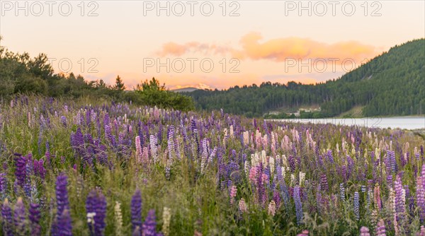 Purple Large-leaved lupines