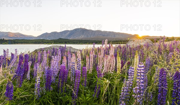 Sun shining through purple Large-leaved lupines