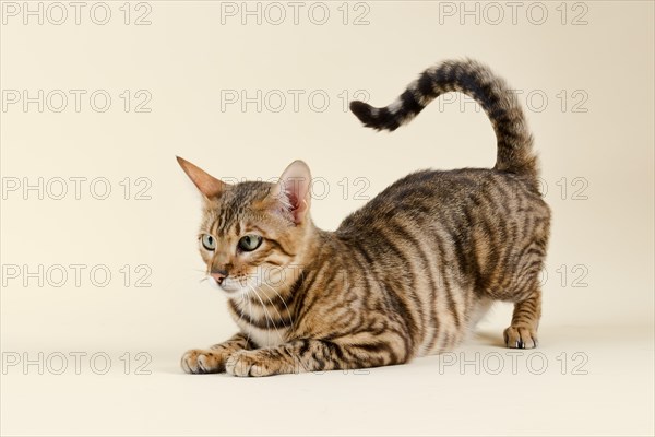 Breedcat Toyger