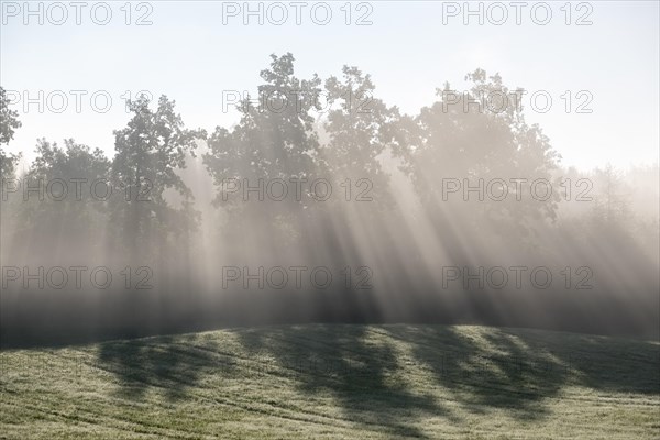 Sunbeams shine through trees in the morning mist