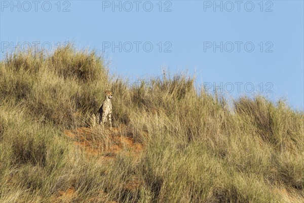 Cheetah