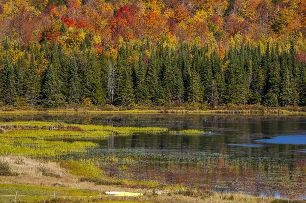 Mixed forest