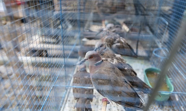Cage with pigeons