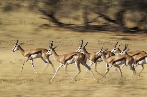 Springboks