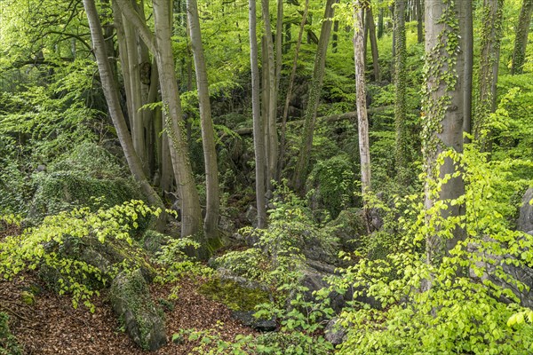 Felsenmeer