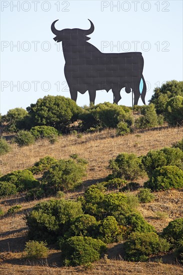Black silhouette of a bull