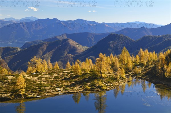 Larches