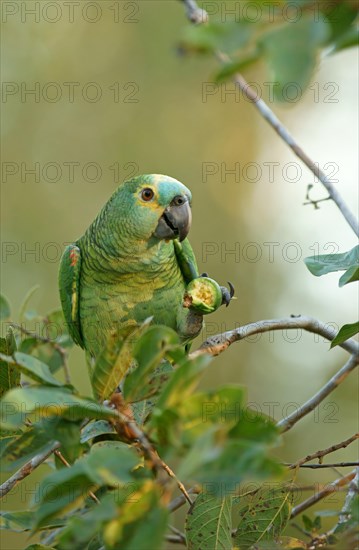 Blue-fronted amazon