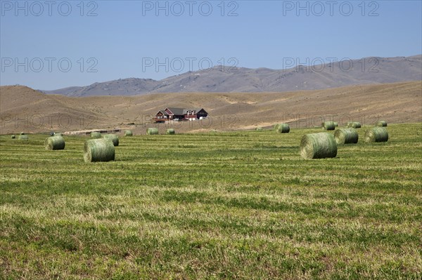 Round hay bales on mown meadow