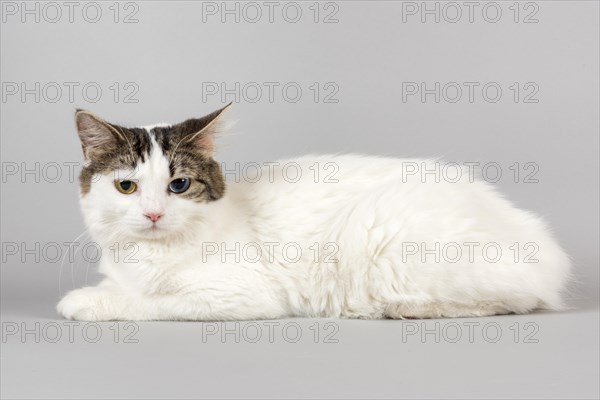 Pedigree cat Cymric