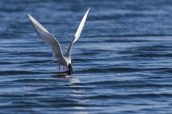 Arctic tern