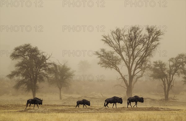 Blue Wildebeest