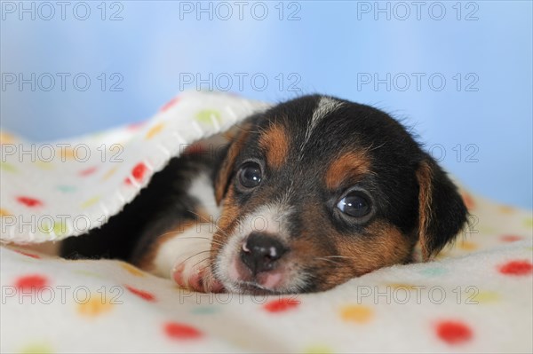 Jack Russell Terrier