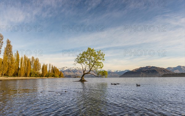 Single tree standing in water