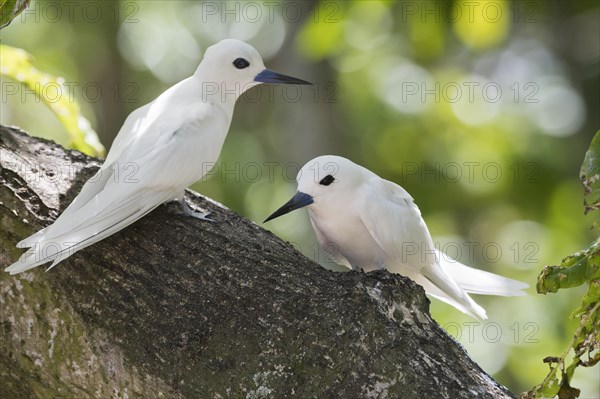 White terns