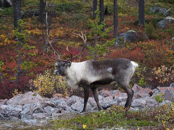 Reindeer