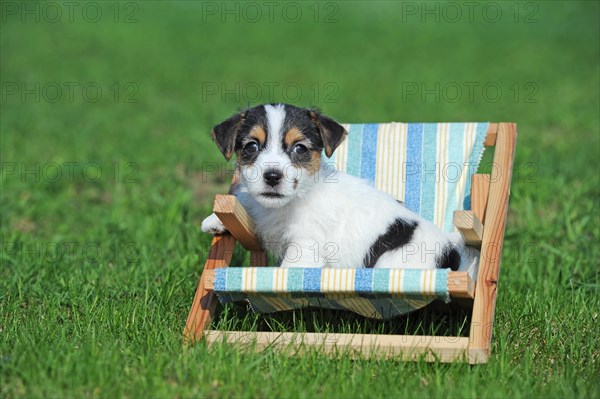 Parson Russell Terrier