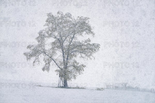 Oak