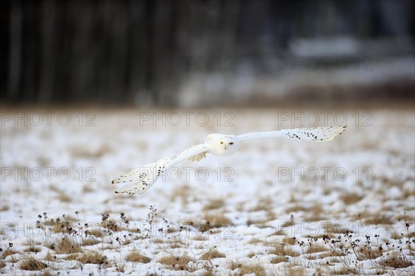 Snowy Owl