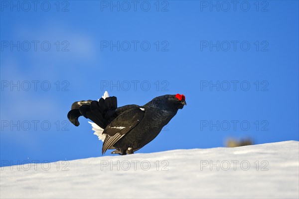Black grouse