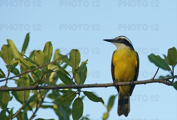 Lesser kiskadee