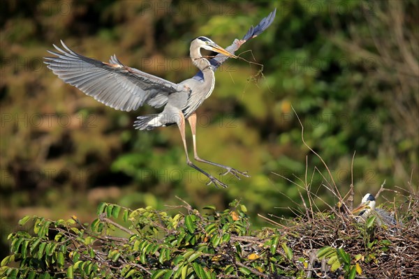 Great blue heron