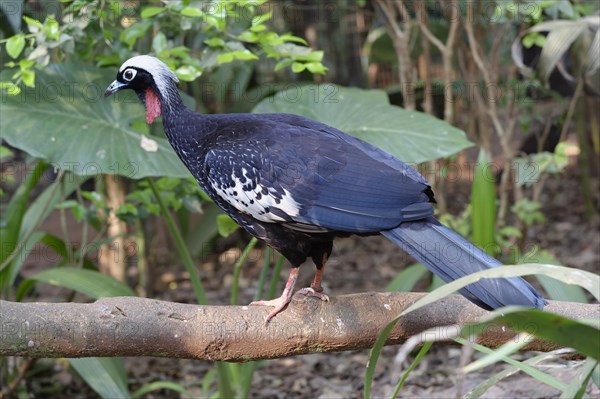 Black-Fronted Piping-Guan