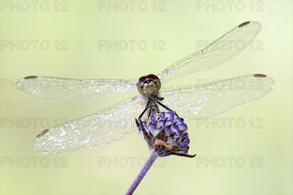 Ruddy darter