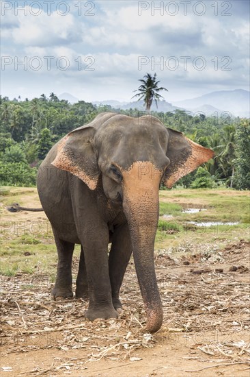 Asian elephant