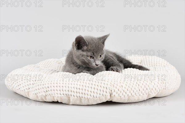 Purebred cat